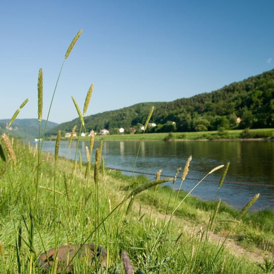 Elbufer in Bad Schandau in der Sächsischen Schweiz