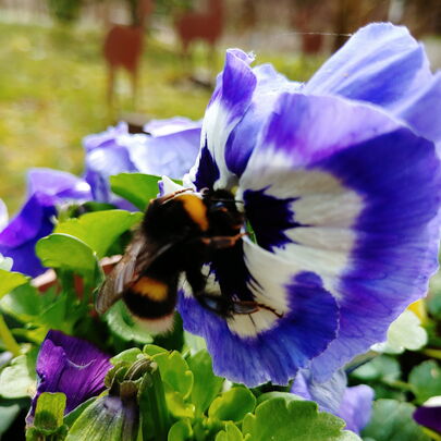Blumen im Frühling